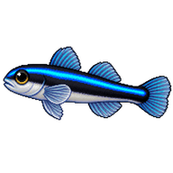 Neon Goby