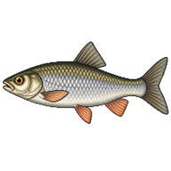Common Dace