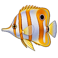 Copperband Butterflyfish
