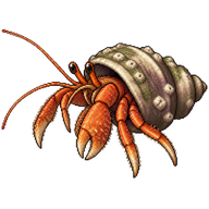 Hermit Crab [Clibanarius erythropus]