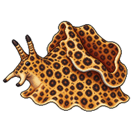 Leopard Pleurobranch