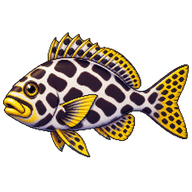 Harlequin Sweetlips