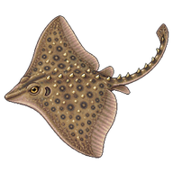 Thornback Ray