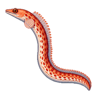 Red Sea Garden Eel