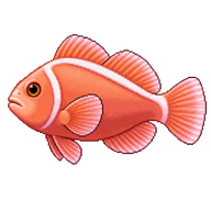 Pink Skunk Clownfish