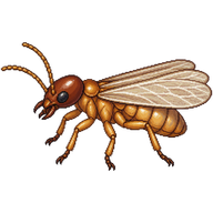 Florida Drywood Termite