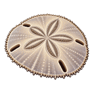 Common Sand Dollar