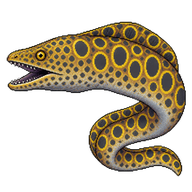 Ocellated Moray