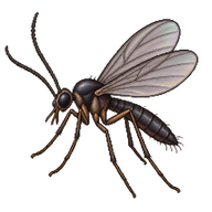Dark-Winged Fungus Gnat
