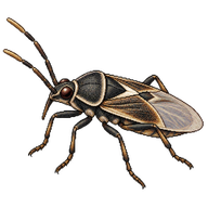 False Chinch Bug
