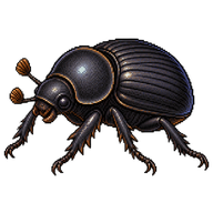 African Black Beetle