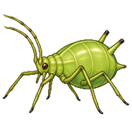 Pea Aphid
