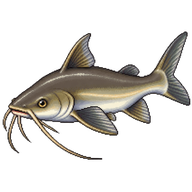 Tete Sea Catfish