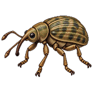 Alfalfa Weevil