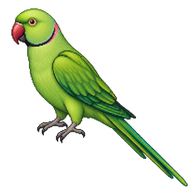 Rose-ringed Parakeet