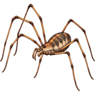 Harvestman