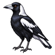 Australian Magpie