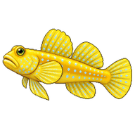 Yellow Watchman Goby
