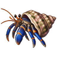 Blue Leg Hermit Crab