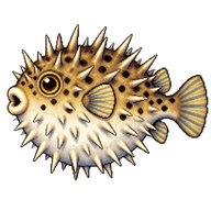 Porcupinefish