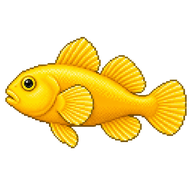 Yellow Clown Goby