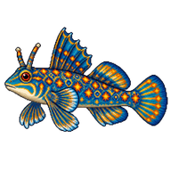 Stellate Dragonet