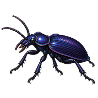 Violet Ground Beetle