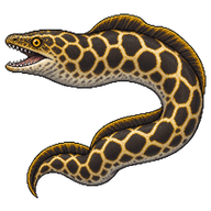 Chain Moray Eel