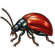 Knotweed Leaf Beetle