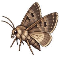 Turnip Moth