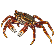 Nimble Spray Crab
