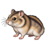 Striped Dwarf Hamster