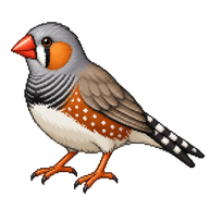 Zebra Finch