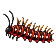 Red Postman Caterpillar