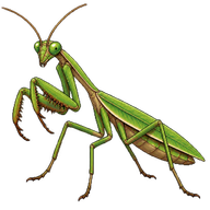 California Mantis