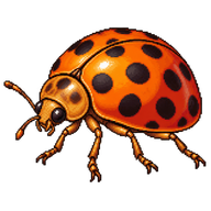 Bryony Ladybird