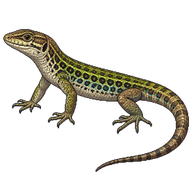 Catalan Wall Lizard
