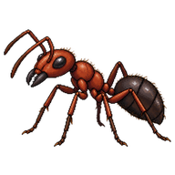 Red Barbed Ant