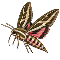 Banded Sphinx