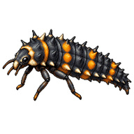 Two-spot Ladybird Larva