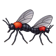 Common Lovebug