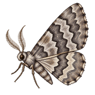 Mottled Gray Carpet Moth