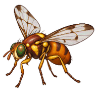 Queensland Fruit Fly