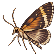 Sooty-winged Chalcoela