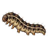 Setaceous Hebrew Character Caterpillar