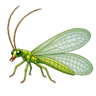 Red-lipped Green Lacewing