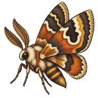Ambiguous Moth