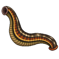 Terrestrial Leech