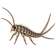 Jumping Bristletail