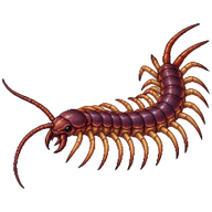 Purple Stone Centipede